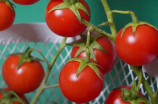 【实用指南】番茄的种植全过程