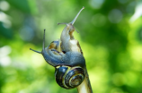 蜗牛图片(惊奇！这张蜗牛图片你一定没见过！)