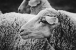 你知道羊的拼音是什么吗？