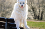 世界上最可爱的狗狗萨摩耶，你见过吗？