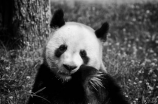 探访四川大熊猫栖息地