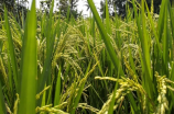 福建圣农：实现中国水稻品种外销，为中国农业争光